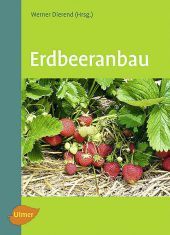 Erdbeeranbau